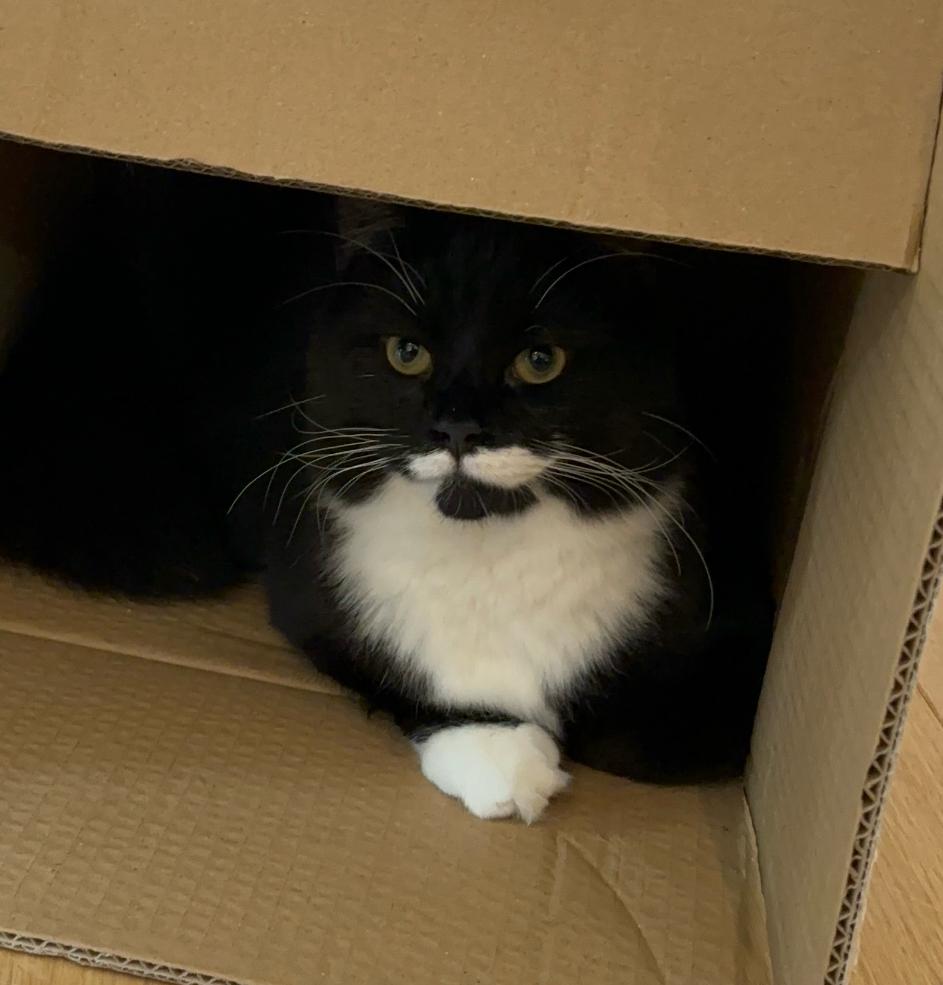 Cozmo, the cat who inspired ScanMySEO